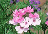 バーベナ Verbena tenera