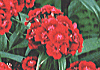 しゅくこんなでしこ Dianthus chinensis Sweet William