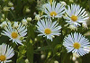しゅくこんアスター Aster novibelgii