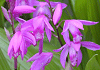 しらん Bletilla striata