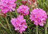 アルメリア Armeria vulgaris