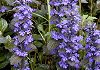 アジュガ Ajuga reptans