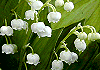 すずらん Lily of the Valley, Convallaria keiskei
