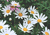 マーガレット Chrysanthemum frutescens