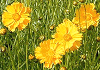 おおきんけいぎく Coreopsis lanceolata, lance-leaved Coreopsis