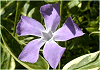 つるにちにちそう Vinca major