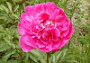 芍薬 Paeonia lactiflora, Peony