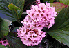 ヒマラヤゆきのした Bergenia stracheyi