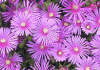 松葉菊 Lampranthus spectabilis