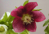 春咲クリスマスローズ Helleborus lam