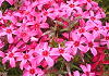 しばざくら Moss phlox, Phlox subulata