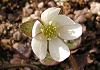 三角草 Hepatica nobilis
