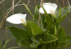カラー Calla lily, Zantedeschia aethiopica