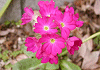 プリムラ デンティキュラータ Primula denticulata