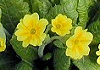 せいようさくらそう Primrose, Primula veris