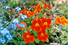ミムラス Mimulus, Yellow Monkey Flower