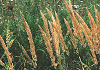 山粟 Calamagrostis epigeios