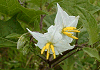 わるなすび Solanum carolinense