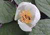 やましゃくやく Paeonia japonica