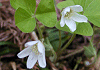 みやまかたばみ Oxalis acetosella