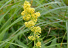 黄花河原松葉 Galium verum