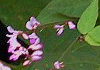 盗人萩 Desmodium podocarpum