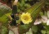 のげし Sonchus oleraceus