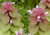 ひめおどりこそう lamium purpureum