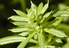 八重葎 Galium spurium