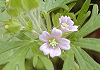 アメリカふうろ Geranium carolinianum