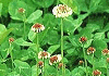 クローバー Trifolium repens