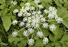ししうど Angelica pubescens