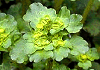 やまねこのめそう Chrysosplenium Japonicum