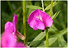 からすのえんどう Vicia angustifolia