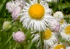 はるじおん Erigeron philadelphicus