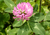 むらさきつめくさ Trifolium pratense