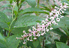 やまごぼう Phytolacca americana