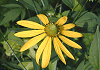 おおはんごんそう Rudbeckia laciniata