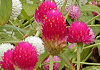 千日紅 Gomphrena globosa