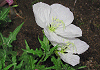 つきみそう Oenothera tetraptera