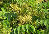 はぜのき Rhus succedanea