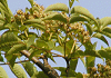 黄膚 Phellodendron amurense