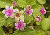 なわしろいちご Rubus parvifolius