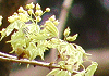 いたやかえで Acer mono