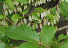 捩木 Lyonia neziki