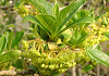 かなくぎのき Lindera erythrocarpa