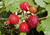 苦苺 Rubus microphyllus