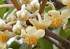 木斛 Ternstroemia gymnanthera