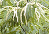 栗 Castanea crenata