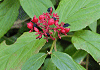 やましぐれ Viburnum urceolatum